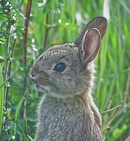 Baby-Kaninchen