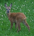Rehkitz