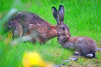 Junior-Kaninchen und Hase