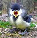 Baby-Kohlmeise