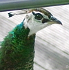 Pfauenweibchen