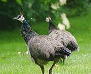 Pfauenweibchen