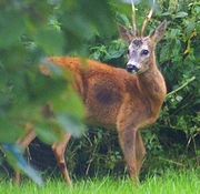 Rehbock