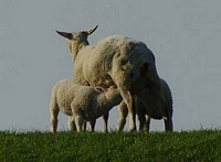 Mutterschaf mit Nachwuchs
