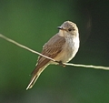 Grauschnäpper