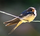 Rauchschwalbe