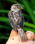 Spatz