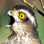 Sperber