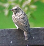 junger Grauschnäpper