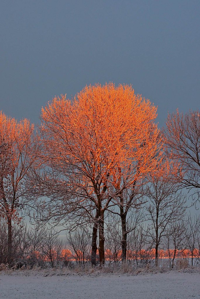 Baum "in Flammen"
