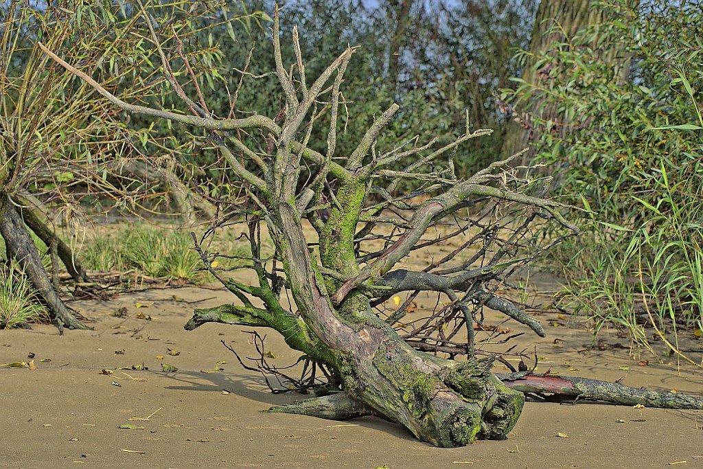 Treibgut