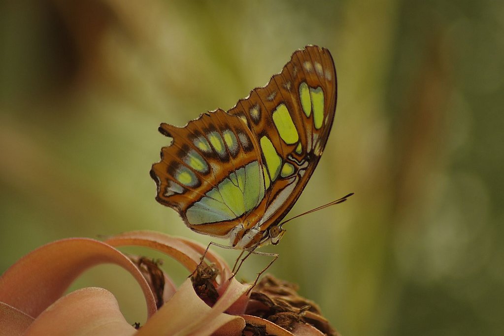 Schmetterlinge