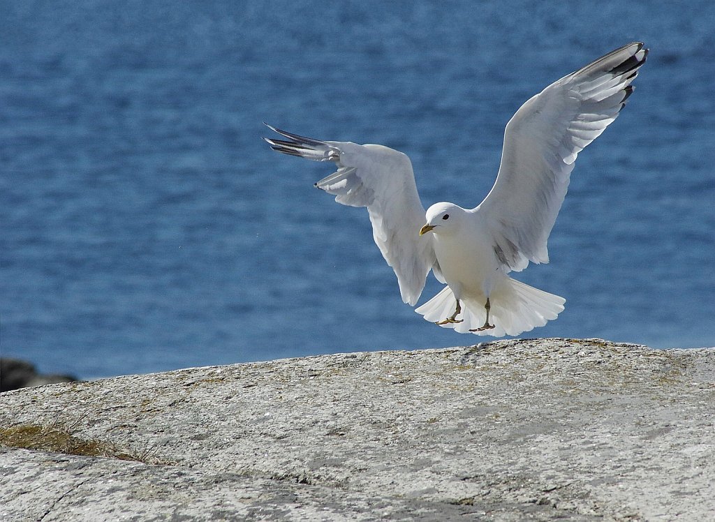 Landing Seagull