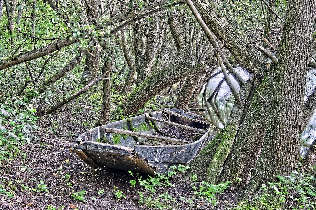 Alter Kahn in den Rheinauen