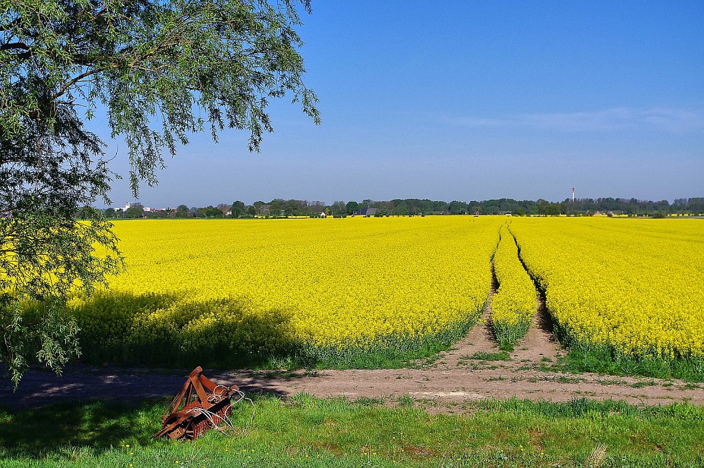 Rapsfeld und alte Egge