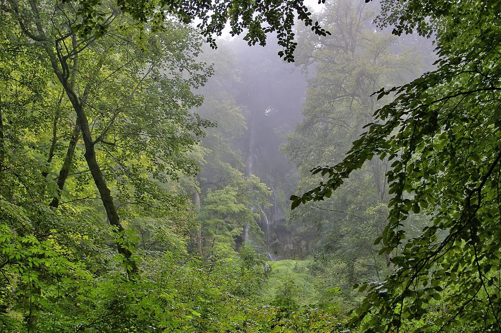 "Regenwald" 