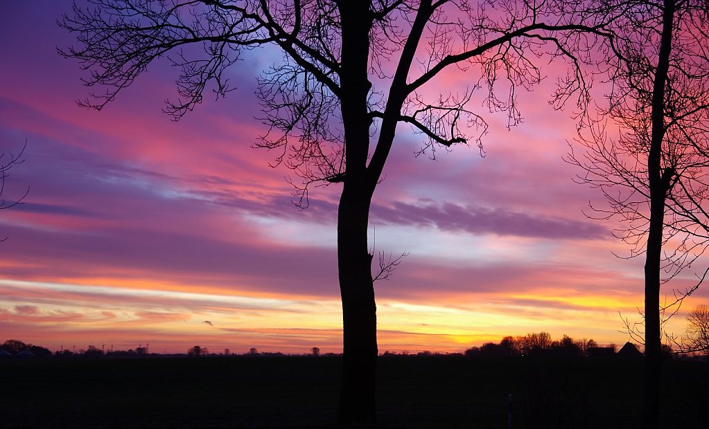 SunsetTree.jpg