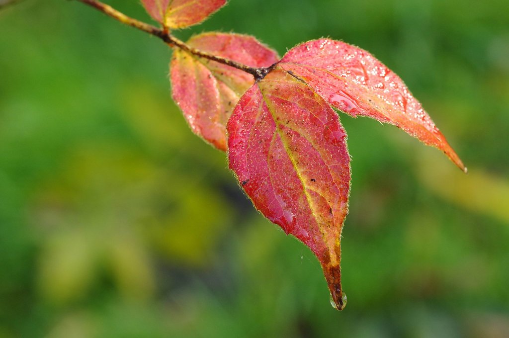 Herbstfärbung