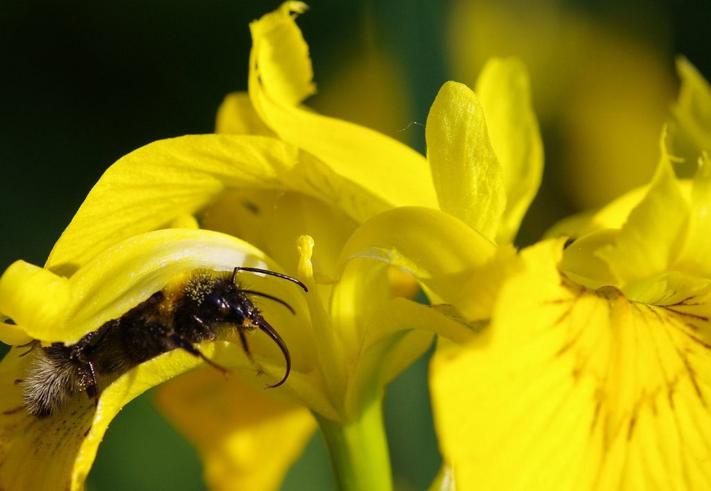 Hummel in Schwertlilie
