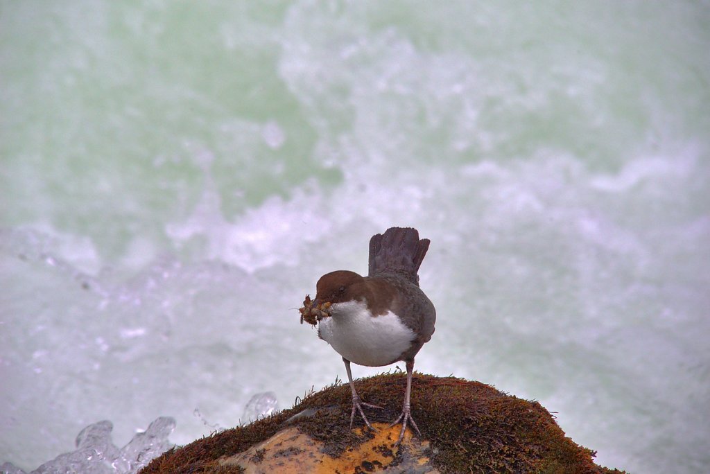 Wasseramsel